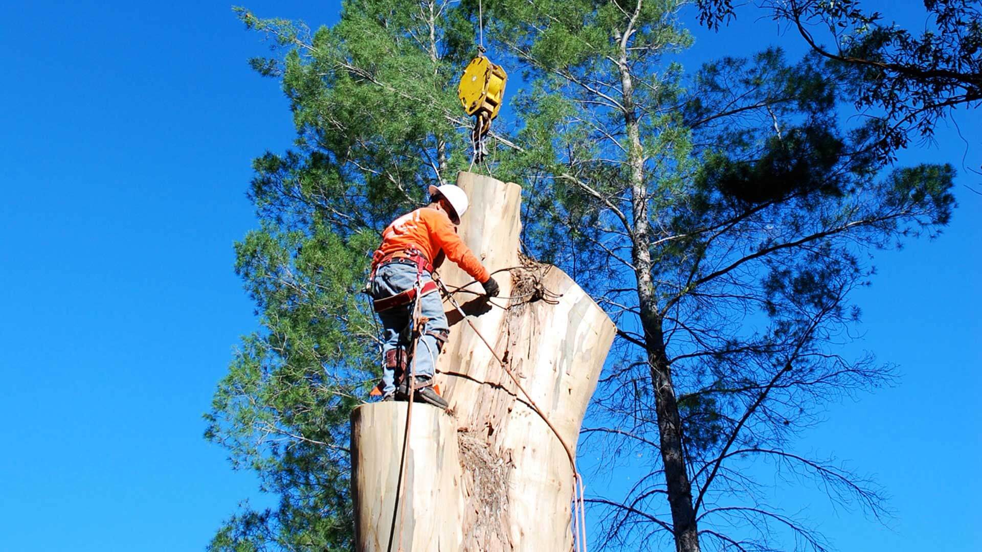 Tree Removal Adelaide